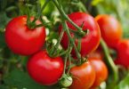 We all make this mistake when preparing tomatoes – Your Health Care