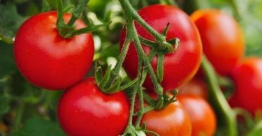 We all make this mistake when preparing tomatoes – Your Health Care